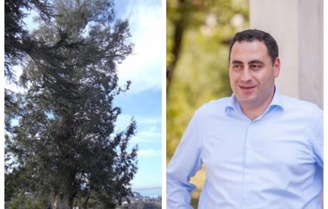 ევკალიპტის ხის არ გადარგვის გამო სამინისტრომ ფონდთან კონტრაქტი გაწყვიტა